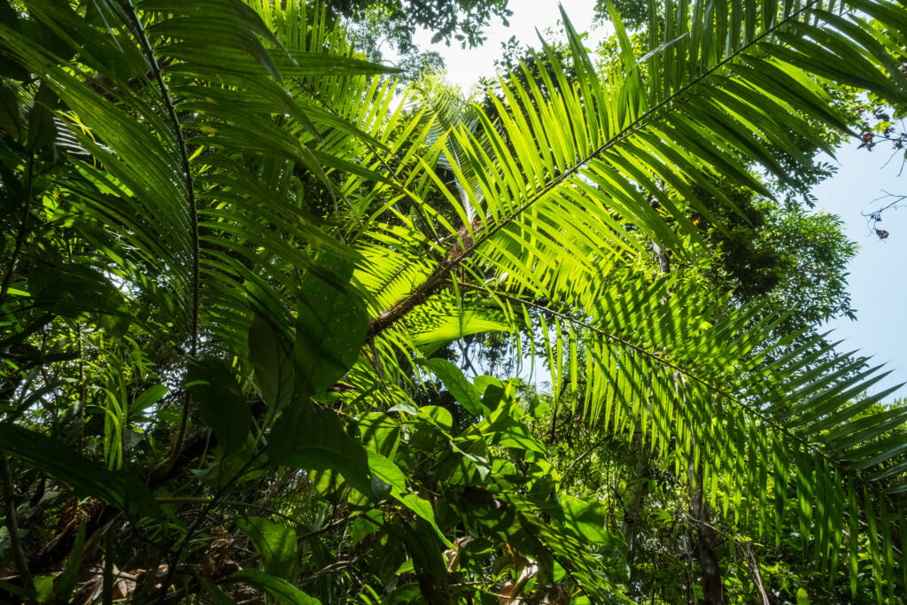 Naturally regrowing forests is best