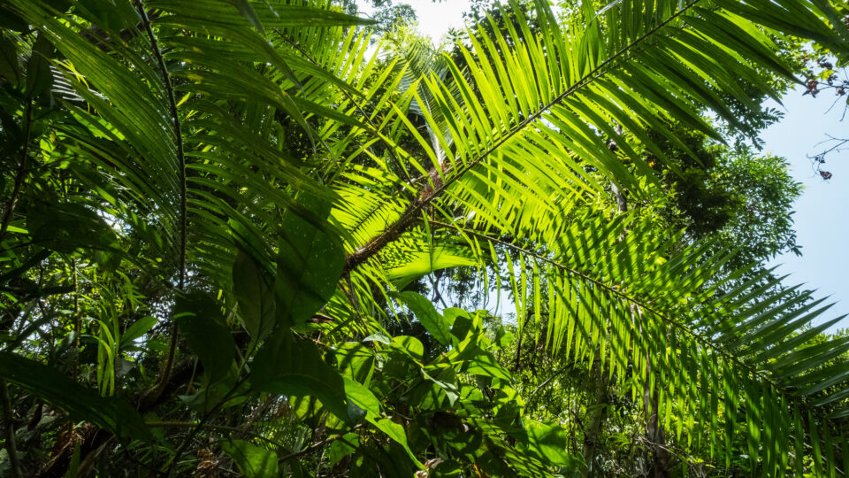 Naturally regrowing forests is best