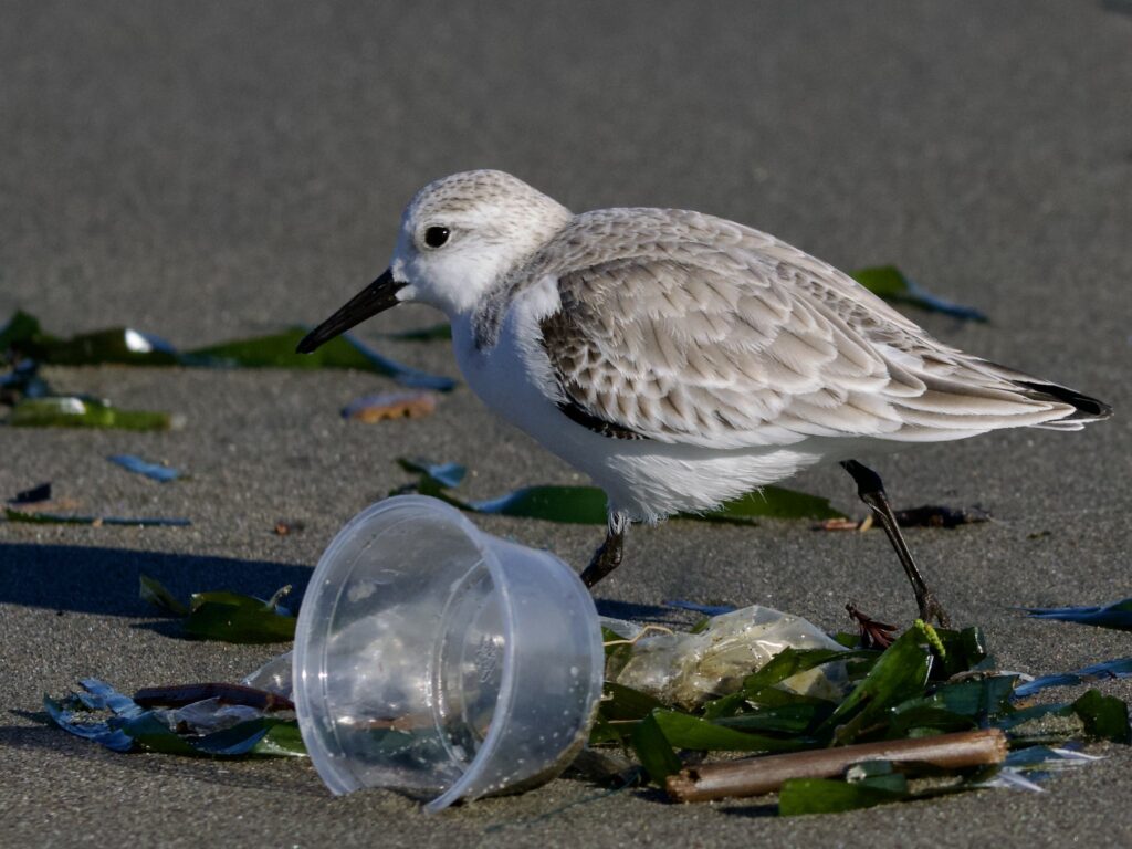 Political differences are blocking plastic reforms