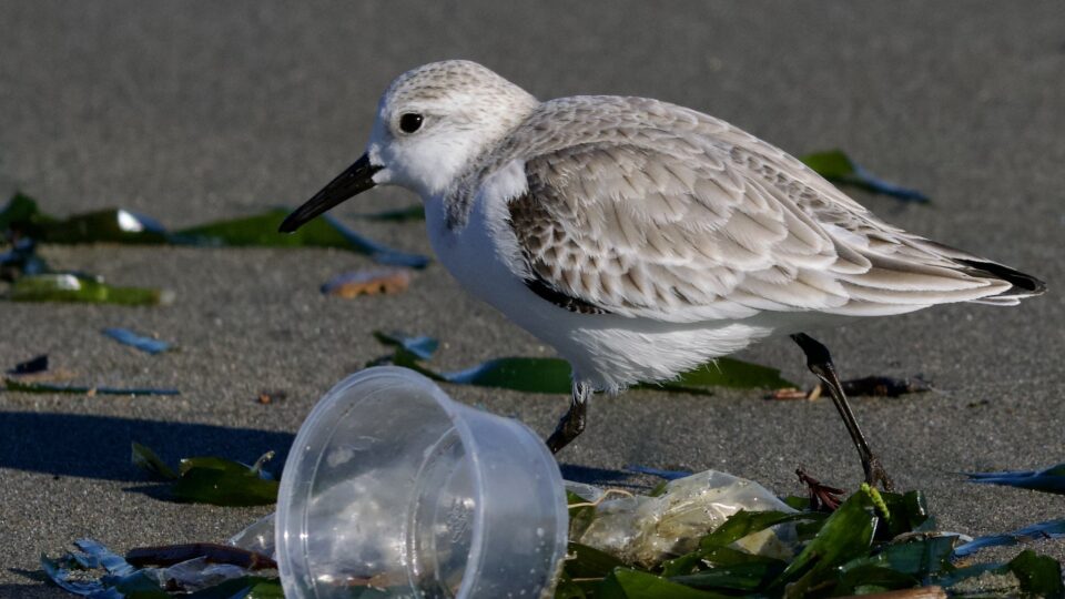 Political differences are blocking plastic reforms