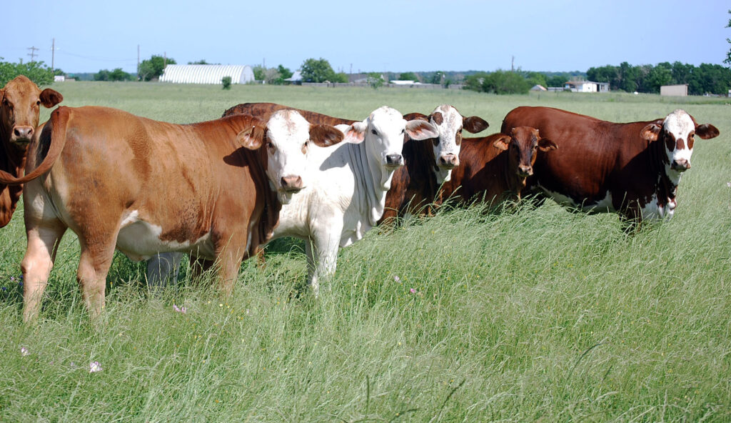 Methods to reduce methane emissions from cattle