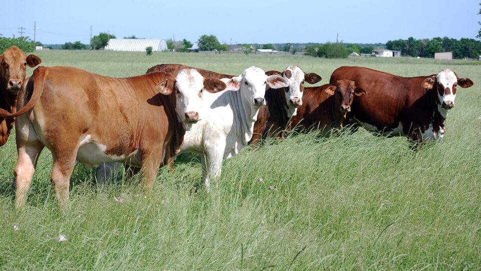 Methods to reduce methane emissions from cattle