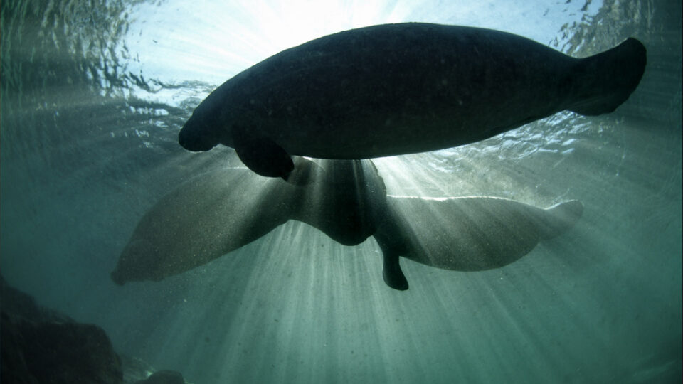 Manatees might not be native to Florida