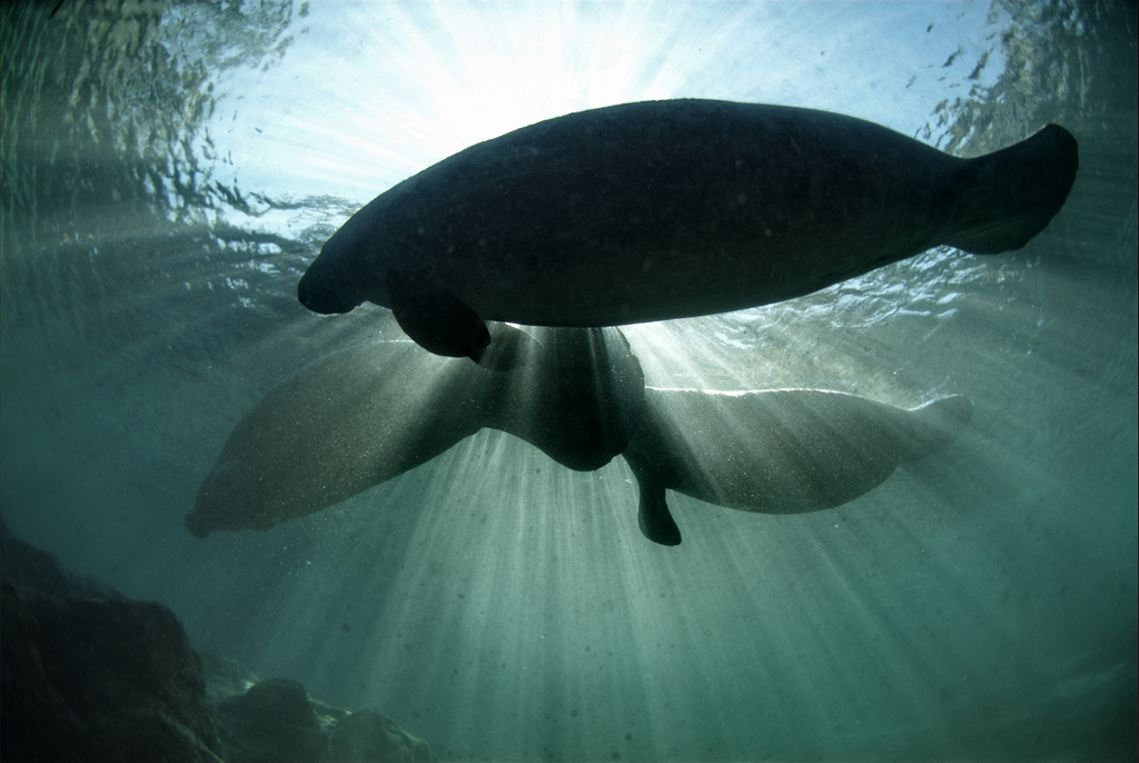 Manatees might not be native to Florida