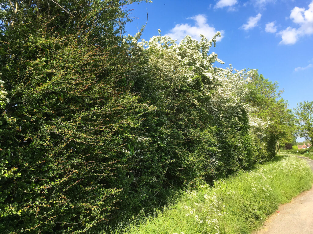 Restoring hedgerows in England a major undertaking