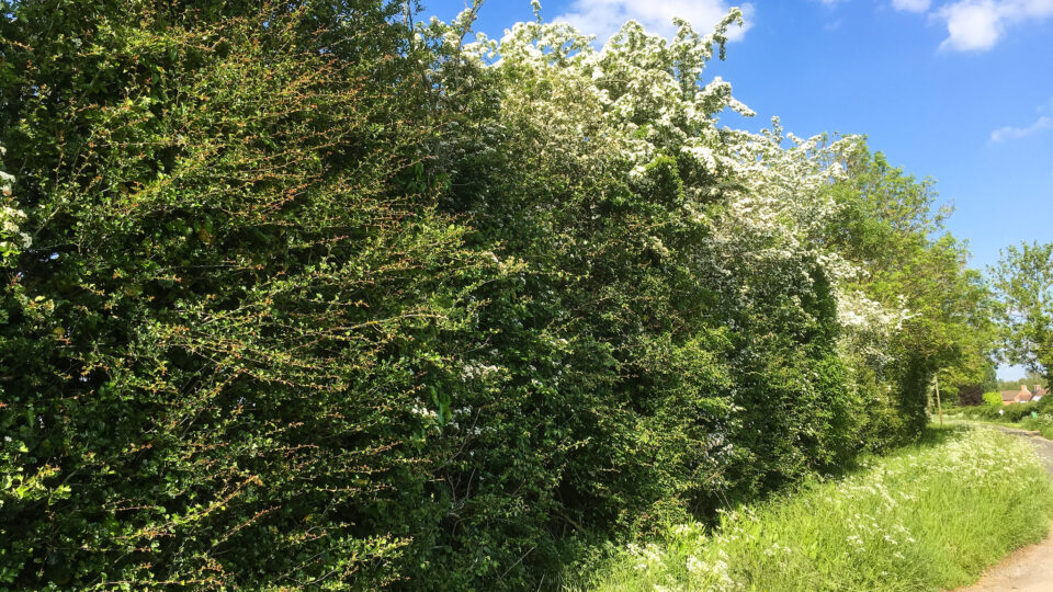 Restoring hedgerows in England a major undertaking