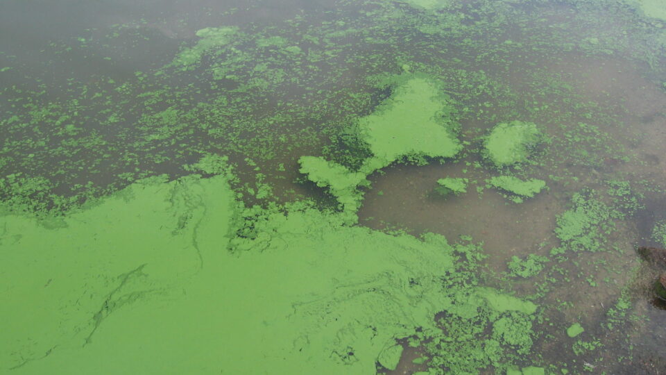 Fighting harmful algal blooms using harmful algal blooms