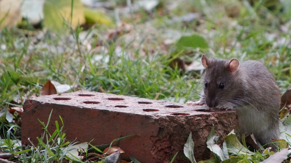 Rat populations are exploding as temperatures warm